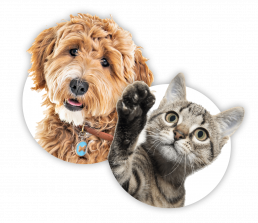 HappyTrailz Pet Transport Mallorca