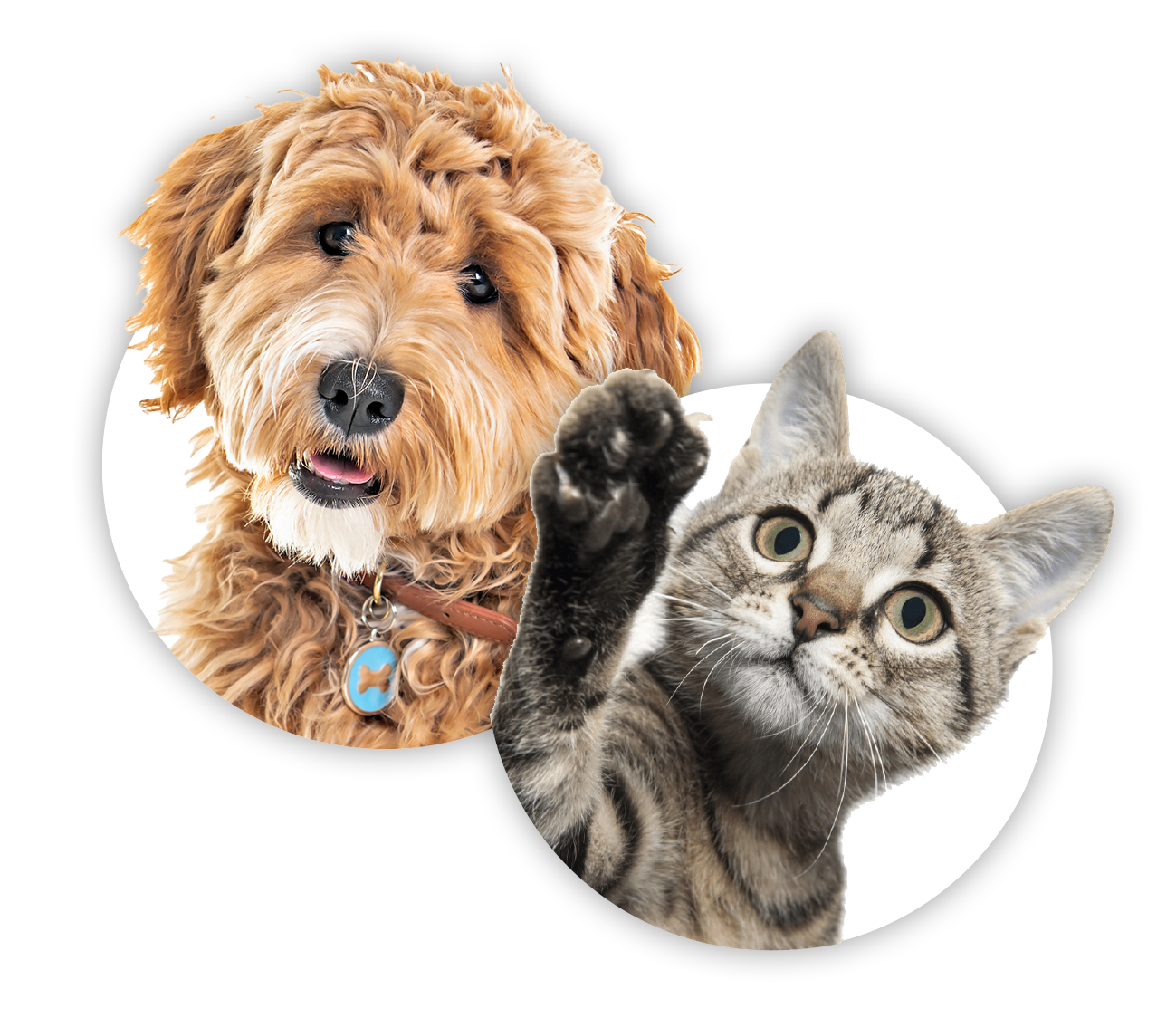 HappyTrailz Pet Transport Mallorca